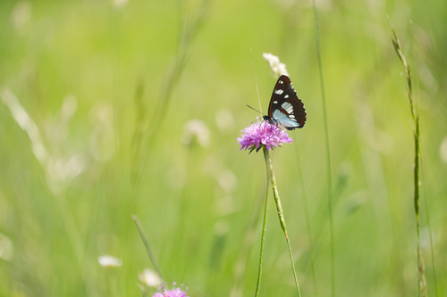 Southern White Admiral