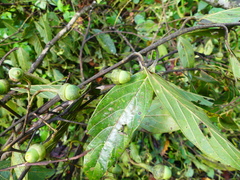 Nectandra