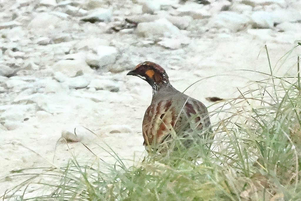 Hill Partridge from Naina Range, Uttarakhand, India on November 30 ...