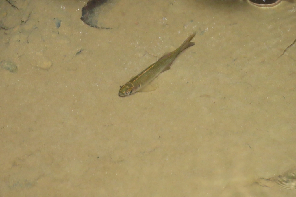 Giant danio (Devario aequipinnatus) — Cyprinidae