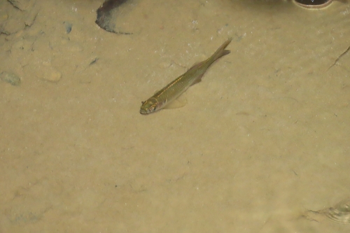 Giant danio (Devario aequipinnatus) — Cyprinidae
