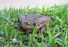 Rhinella diptycha