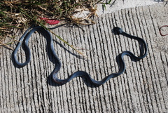 Boiga cyanea