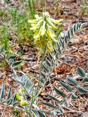 Astragalus giganteus