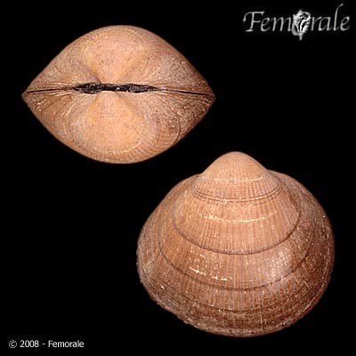 Glycymeris maculata
