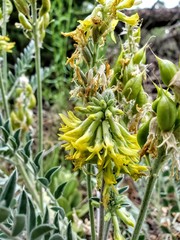 Astragalus giganteus