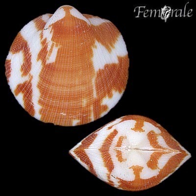 Glycymeris maculata