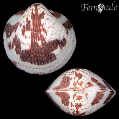 Glycymeris maculata