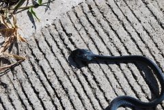 Boiga cyanea