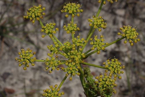 Image of Nanobubon strictum by (c) Tony Rebelo, some rights reserved (CC BY-SA)