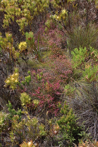 Image of Erica multumbellifera by (c) Tony Rebelo, some rights reserved (CC BY-SA)