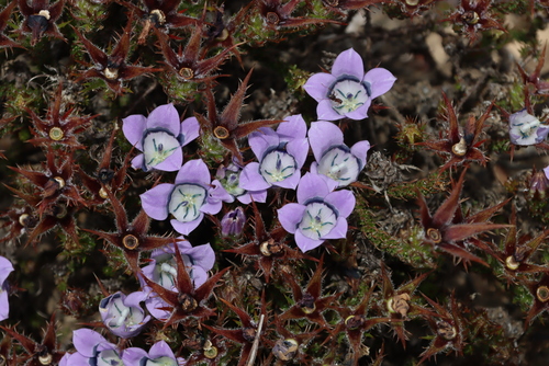Image of Roella ciliata by (c) Tony Rebelo, some rights reserved (CC BY-SA)