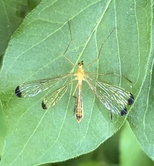 Hylobittacus apicalis