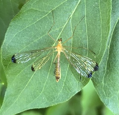 Hylobittacus apicalis