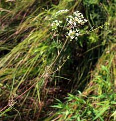 Cicuta bulbifera