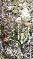 Rhodiola heterodonta