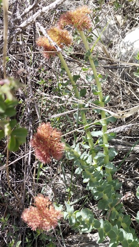 Rhodiola heterodonta, photograph 1