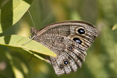 Cercyonis pegala pluvialis