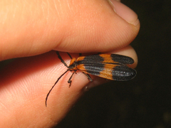 Calopteron reticulatum