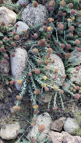 Rhodiola heterodonta, photograph 3