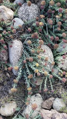Rhodiola heterodonta, photograph Andrew Bazdyrev, CC BY, iNaturalist via GBIF