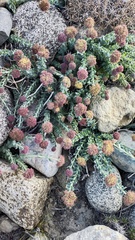 Rhodiola heterodonta, photograph Andrew Bazdyrev, CC BY, iNaturalist via GBIF