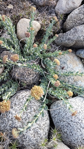 Rhodiola heterodonta, photograph 4