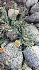 Rhodiola heterodonta, photograph Andrew Bazdyrev, CC BY, iNaturalist via GBIF
