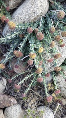 Rhodiola heterodonta, photograph Andrew Bazdyrev, CC BY, iNaturalist via GBIF