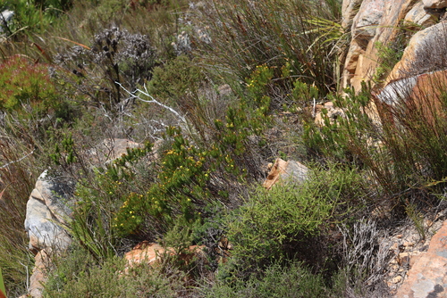 Image of Gnidia juniperifolia by (c) Tony Rebelo, some rights reserved (CC BY-SA)