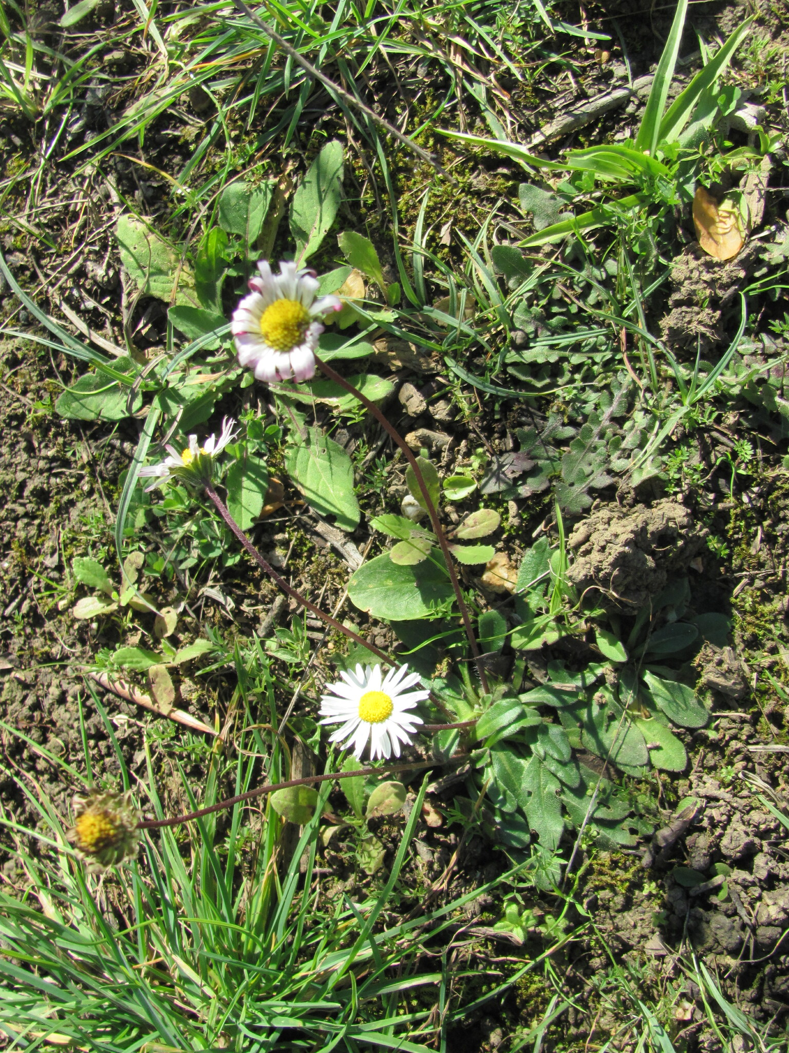 Bellis sylvestris — photo 2
