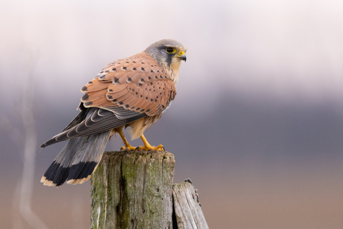 Falco tinnunculus