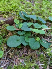 Viola sempervirens