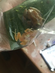 Pristimantis waoranii