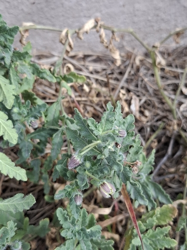 Chamaesaracha villosa