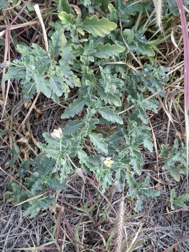 Chamaesaracha villosa