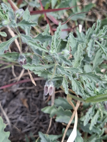 Chamaesaracha villosa