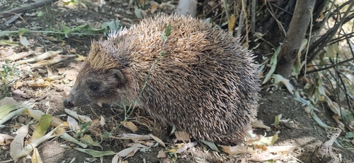 Southern White-breasted Hedgehog