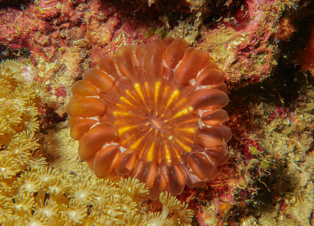 Solitary cup coral