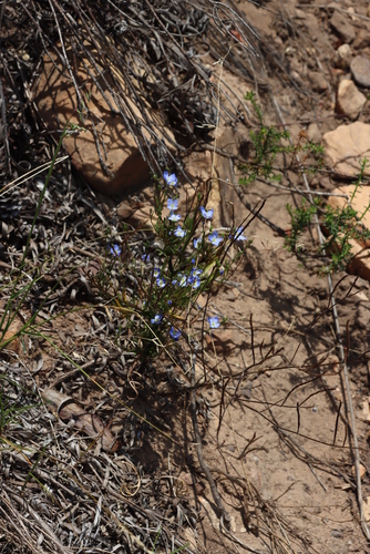 Heliophila coronopifolia, photograph 6