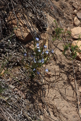Heliophila coronopifolia, photograph (c) Tony Rebelo, some rights reserved (CC BY-SA)