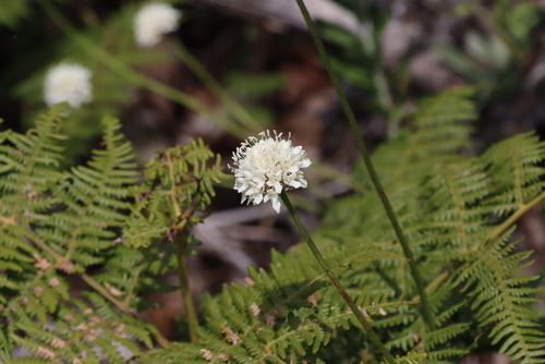 Cape Mock Scabious (Cephalaria rigida)