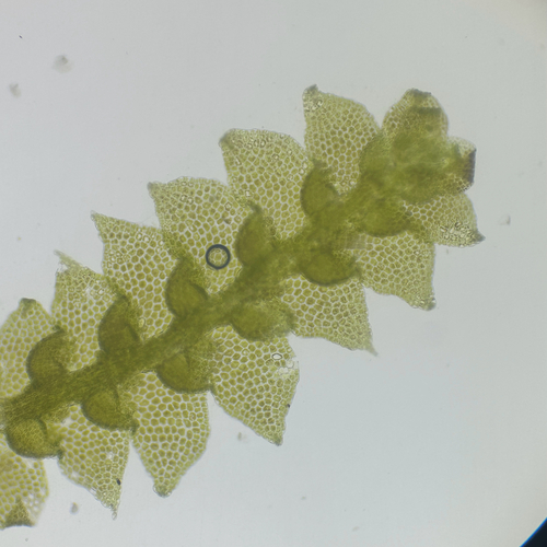 Harpalejeunea stricta