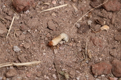 Insecta