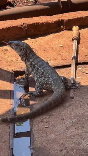 Argentine Black-and-white Tegu