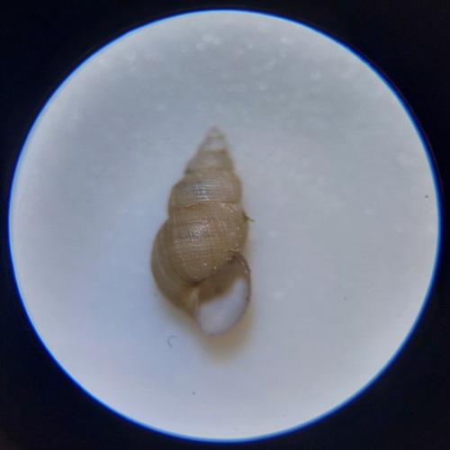 Serrate Crownsnail, Oost, Utrecht, Nederland, photo 8 of 10