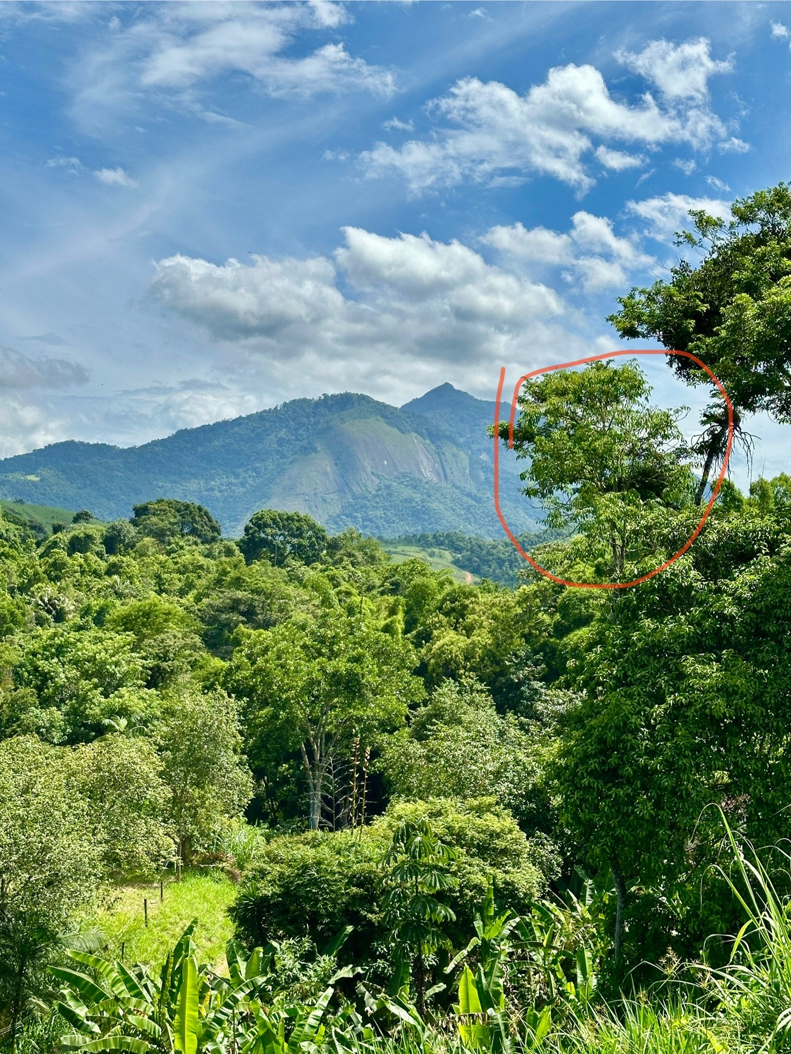 Imagem de Pau-d’arco