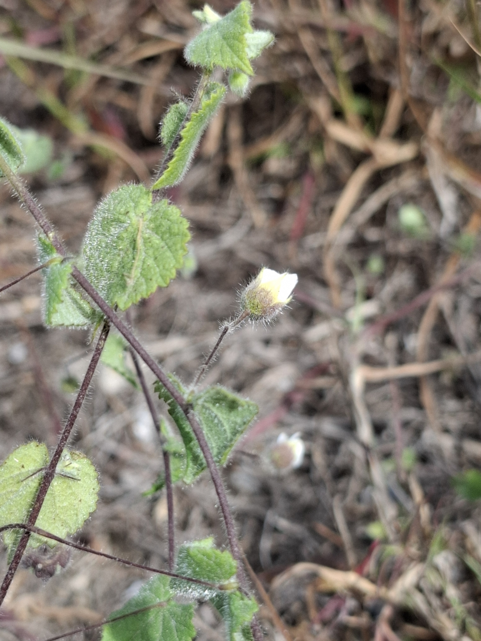 Imagem de Malva-branca