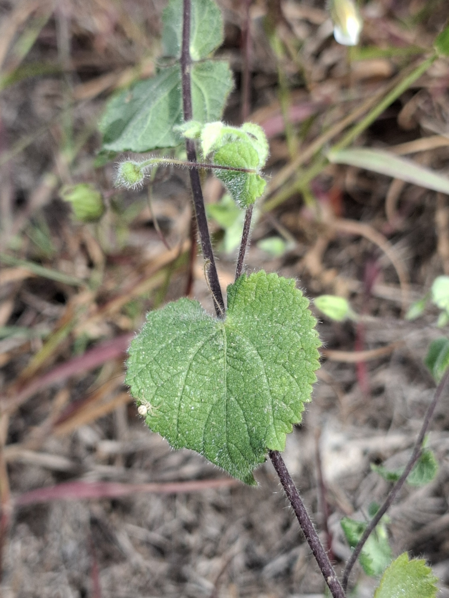 Imagem de Malva-branca