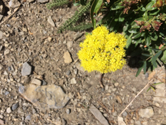 Oligogonum